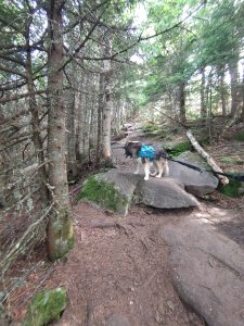 , FC : (c, 0.67, d, 0.00, Detect, 1, appIcon, 0, after, 0, chg, 0, out, 1, Freq, 120, raw, 0, WB, 1373, Clear, 922, ori, 1493, 1.01, 1175, 1.00, chg, 2985, 2.02, 2353, 2.00,,0.50)