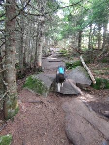 , FC : (c, 0.67, d, 0.00, Detect, 1, appIcon, 0, after, 0, chg, 0, out, 1, Freq, 120, raw, 0, WB, 1373, Clear, 922, ori, 1493, 1.01, 1175, 1.00, chg, 2985, 2.02, 2353, 2.00,,0.50)