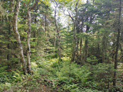 Solution Info HDR : EV(0,2,-5), FC : (0), FC : (c, 0.79, d, 0.00, Detect, 1, appIcon, 0, after, 0, chg, 0, out, 1, Freq, 120, raw, 0, WB, 1525, Clear, 802, ori, 277, 1.00, 169, 1.00, chg, 554, 2.00, 336, 2.00,,0.50)